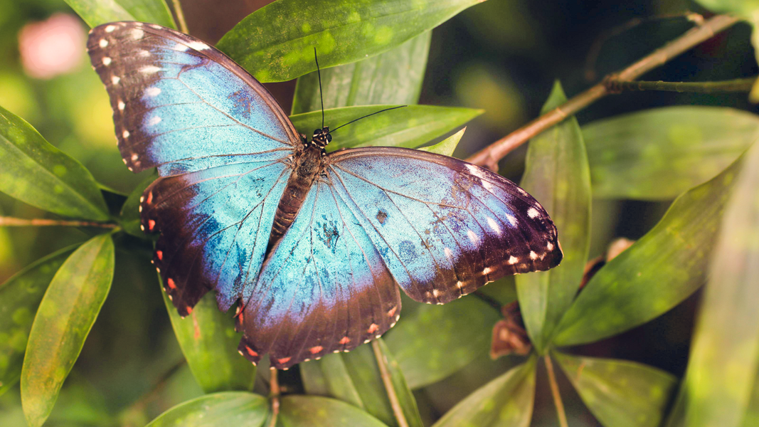 Ausflug ins Papiliorama in Kerzers